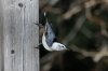 White-breasted-Nuthatch-Madera-Canyon-15-0119-01.jpg