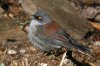 Yellow-eyed-Junco-Mt-Lemmon-14-0809-01.jpg