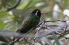 White-eared-Hummingbird-Miller-Canyon-14-0730-03.jpg