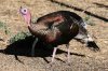 Wild-Turkey-Madera-Canyon-15-0119-02.jpg