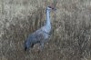 Sandhill-Crane-Whiterwater-Draw-15-0121-25.jpg