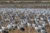 Sandhill-Crane-Whiterwater-Draw-15-0121-08.jpg