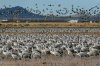 Sandhill-Crane-Whiterwater-Draw-15-0121-09.jpg