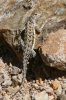 Elegant-Earless-Lizard-Sycamore-Canyon-15-0415-01.jpg