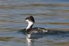 550px-Junin_Grebe.jpg