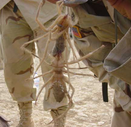 camel_spider_sandoval.jpg