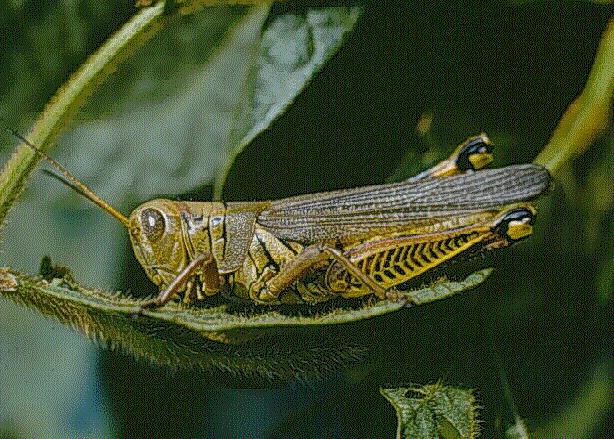 grasshopper1.gif