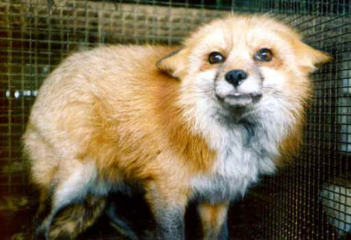 fox-fur-04.jpg